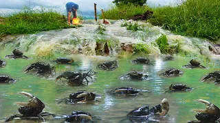 Wow Amazing Season Catching Crabs Snails Along Water Flow When flood into Field - Traditional