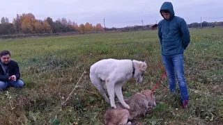 Вести с полей! Гуляем волка Ярика и выдру Выдрингтона!