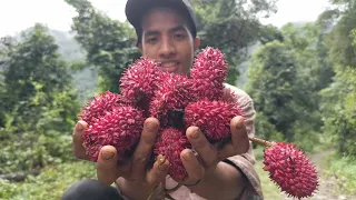 Searching for Rambutan fruit: Mountain Adventure || village life!!!