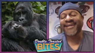 TWO GORILLAS GETTIN' IT ON, HAS UNFORTUNATE AUDIENCE | Double Toasted Bites