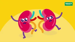 Insuficiência renal crônica | Os principais sintomas e prevenção