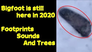 First Bigfoot Report 2020 FOOTPRINTS-SOUNDS-TREE BREAKS