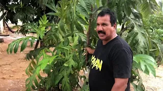 How to air layer breadfruit tree