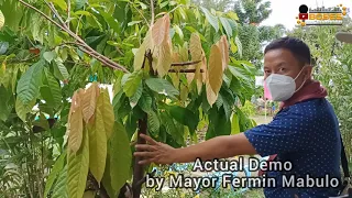 PRUNING OF CACAO