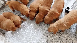 Cute Golden Retrievers Playing!!