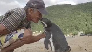 История пингвина, преодолевающего 8000 км ,чтобы увидеть своего спасителя , до слез история !!