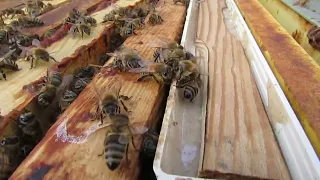 прошло 7 дней с момента дачи белковой подкормки пчелам, пчелы захотели соты строить, ставлю вощину
