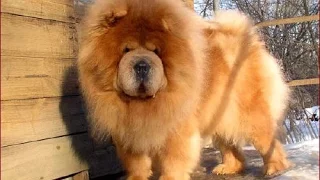 Chow Chow