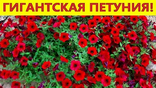 ГИГАНТСКАЯ ПЕТУНИЯ: всего один кустик этой петунии заменит целую клумбу цветов!