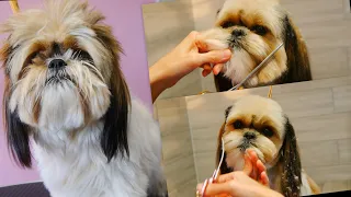 Short Cut with Nice Face - Shih Tzu Grooming