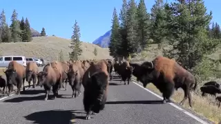 Bison Charge - Yellowstone National Park