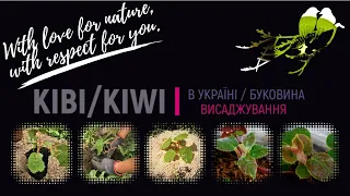 Спосіб висаджування ківі у відкритий грунт.