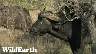 WildEarth - Sunset Safari -26 June 2023