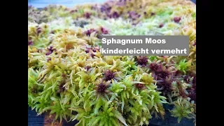 #30 Zucht und Vermehrung von Sphagnum Moos | Torfmoos | Fleischfressende Pflanzen | Green Jaws