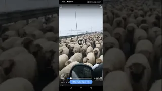 Cu oile pe autostrada. Doar în România  vezi asa ceva