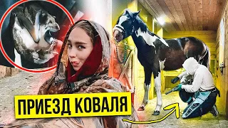 ВСЁ ПРО Расчистку Копыт жеребенка / ИНТЕРВЬЮ с ковалем VLOG