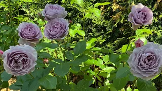 First June with Novalis/Poseidon rose blue rose floribunda 2021