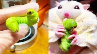 Eat big caterpillars for a change | ASMR Eating #funny #funnyvide