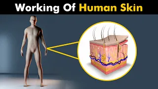 How Does Human Skin Works? | Skin Structure And Function (Urdu/Hindi)