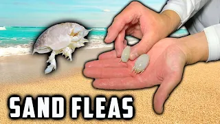 **SAND FLEAS** How to Catch the Most Popular Surf Fishing Bait