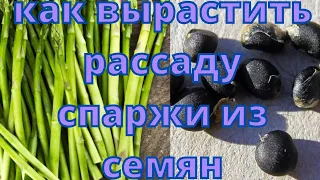 Как вырастить рассаду спаржи из семян