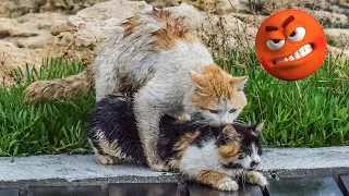 Cats Mating But Female Cat Does Not Want