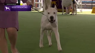 Dogo Argentinos | Breed Judging 2023