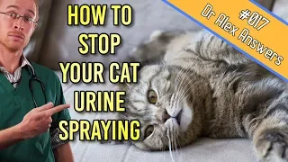 How to Stop a Cat Spraying Urine All Over Your House! - Cat Health Vet Advice