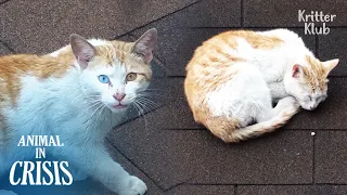 Cat That Chose To Live On The Roof Is Slowly Dying From Heat | Animal in Crisis Ep 297