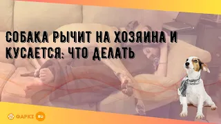 Собака рычит на хозяина и кусается: что делать