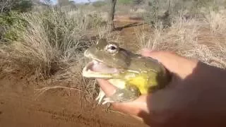 African bullfrog