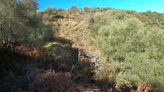 Caccia al cinghiale Sicilia - Wildboar hunting in Sicily