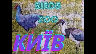 Яскраві пташки ібіси у Київському зоопарку
