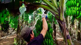 Harvesting Banana Fruit - Process Banana ripening - Eat ripe jackfruit