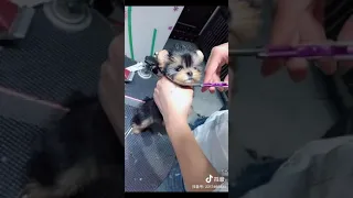 Tik Tok Chó phốc sóc mini Funny and Cute Pomeranian Videos #163