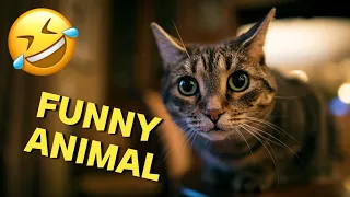 Funny Animals Videos | Cat Video | animal moments #viral #youtube #cuteanimal #cute