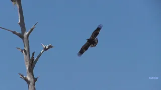 SWFL Eagles 5-1-24.  E23 Soaring!  E23 in the Nest Tree; M15 & F23 Visit the Nest Tree!