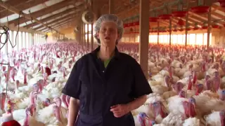 Turkey Farm & Processing Plant Tour: Temple Grandin