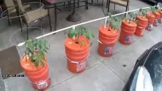 Easy Watering - Self Watering Bucket System - Growing in Buckets