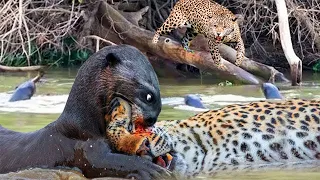 Survival Battle! Jaguar vs Giant Otter Confrontation Ends with a Fatal Head Bite