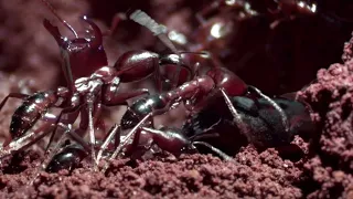 Ant Nest Made Entirely Out of ANTS! | Natural World: Ant Attack | BBC Earth