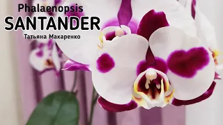 Орхидея САНТАНДЕР Phalaenopsis SANTANDER цветение орхидеи orchid orchids  фаленопсис