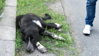 The owner left him in the heat with broken hip, no one believed he could overcome it