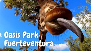 [4K] A day trip to Fuerteventura’s Oasis Park|  Canary Islands