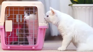 Funny cats -The fight of the cat to the new home