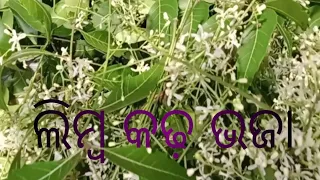 ଦେହ ପାଇଁ ହିତକର ଖାଦ୍ୟ ଖାଇବା......#youtube#👌👌👌