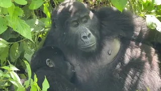 Bwindi Impenetrable Forrest Mom and baby