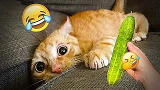 🐱😅 Try Not To Laugh Dogs And Cats 🐱😻 Funniest Animals 2024 # 23