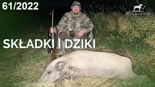 SUDECKA OSTOJA 61/2022 Składki i dziki Wildboars hunting