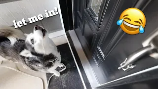 My Huskies React To Their New House!